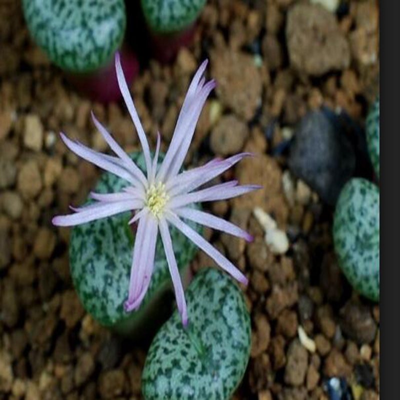 ProQgf 18pcs a set Conophytum ursprungianum var. stayneri seed