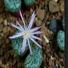 ProQgf 18pcs a set Conophytum ursprungianum var. stayneri seed