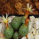 ProQgf 18pcs a set Conophytum uviforme CR1029 seed