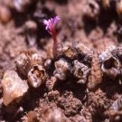 ProQgf 18pcs a set c. ectypum ssp cruciatum seed
