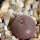 ProQgf 18pcs a set conophytum  TS458 seed