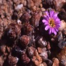 ProQgf 18pcs a set Conophytum bruneum Nuwerus seed