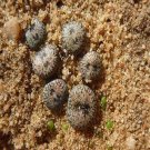 ProQgf 18pcs a set Conophytum comptonii  Papkuilsfontein seed