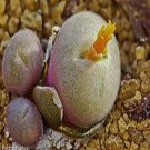ProQgf 18pcs a set conophytum CR. 1563 seed