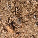 ProQgf 18pcs a set Conophytum depressum PKM53 seed