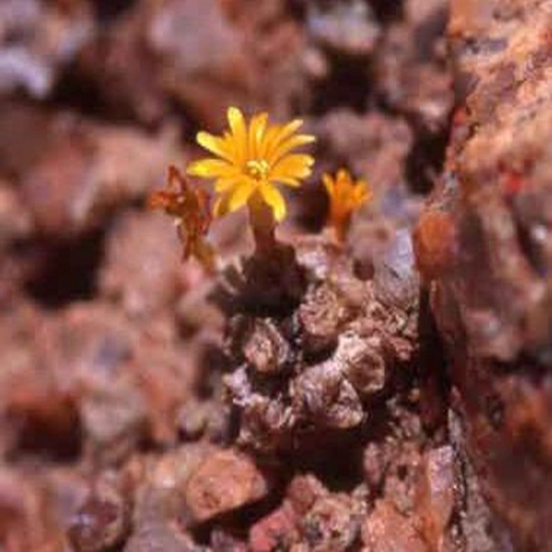ProQgf 18pcs a set Conophytum irmae Rietkloof seed