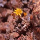 ProQgf 18pcs a set Conophytum irmae Rietkloof seed