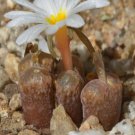 ProQgf 18pcs a set conophytum SB1493 seed