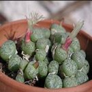 ProQgf 18pcs a set Conophytum seitubum seed