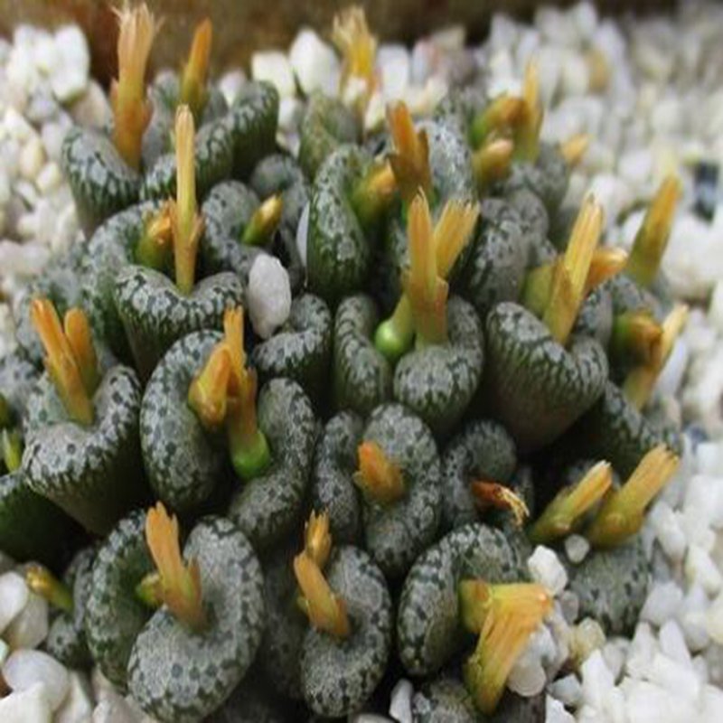 21Pcs A Set c. devium ssp. devium seed