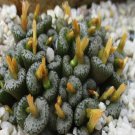 21Pcs A Set c. devium ssp. devium seed