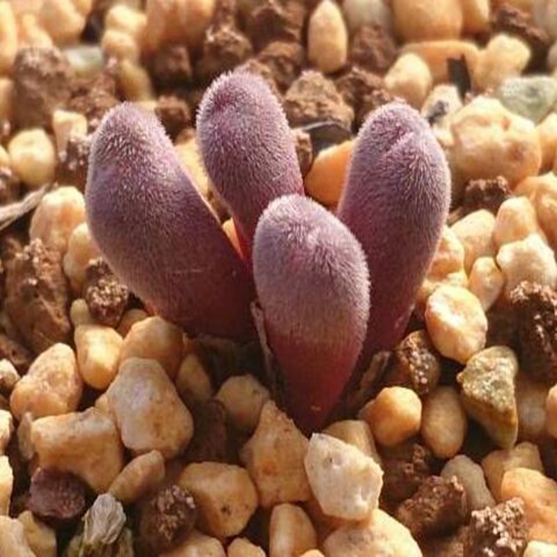 21Pcs A Set c. pellucidum ssp. pellucidum seed
