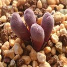 21Pcs A Set c. pellucidum ssp. pellucidum seed