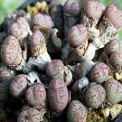 21Pcs A Set c. uviforme decoratum TS607 Witklip seed