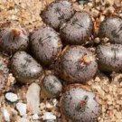 21Pcs A Set C.swanepoelianum seed