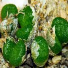 21Pcs A Set CONOPHYTUM 1410.85 seed