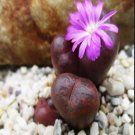 21Pcs A Set CONOPHYTUM 1415.13 seed