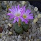 21Pcs A Set CONOPHYTUM 1417.39 seed