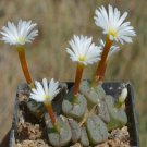21Pcs A Set CONOPHYTUM 1424.55 seed