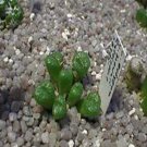 21Pcs A Set CONOPHYTUM 1425.68 seed