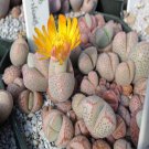 21Pcs A Set CONOPHYTUM 1427.3 seed
