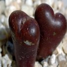 21Pcs A Set CONOPHYTUM 1444.21 seed