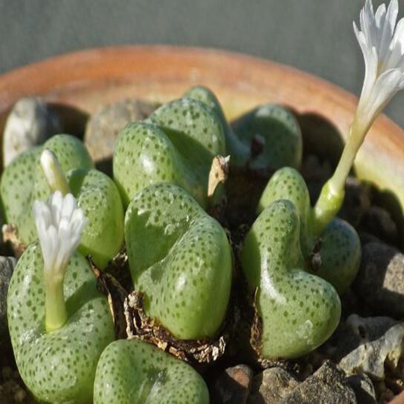 21Pcs A Set conophytum 1451.8 seed
