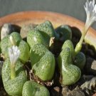 21Pcs A Set conophytum 1451.8 seed