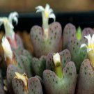 21Pcs A Set Conophytum carpianum Daarnpoort 2011w seed