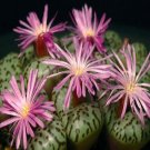 21Pcs A Set Conophytum cerecianum spectabile seed
