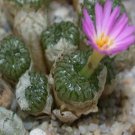 21Pcs A Set conophytum comptonii TS489 seed