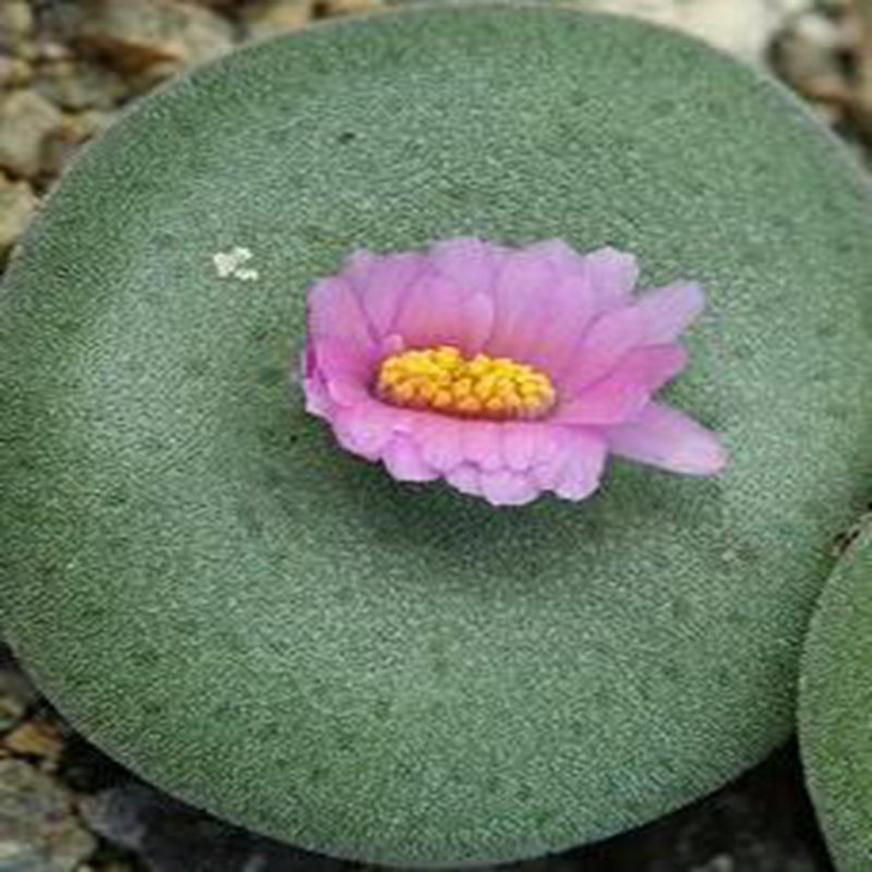21Pcs A Set Conophytum ernstii ssp. ernstii Etwin Aslander seed