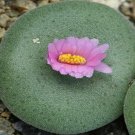 21Pcs A Set Conophytum ernstii ssp. ernstii Etwin Aslander seed