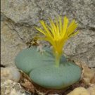 21Pcs A Set Conophytum flavum subsp. flavum CR 1847 seed