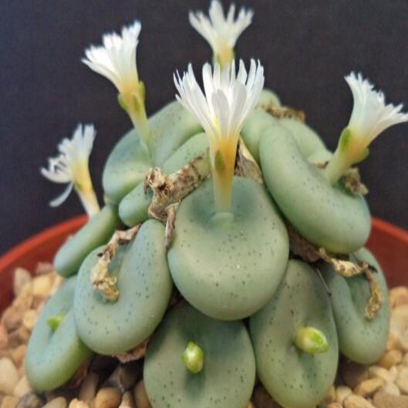 21Pcs A Set conophytum globosum seed