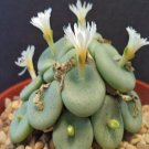 21Pcs A Set conophytum globosum seed