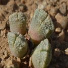 21Pcs A Set Conophytum khamiesbergense 1950 seed