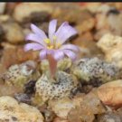 21Pcs A Set Conophytum kubusanum Marloth 6920 seed