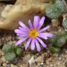 21Pcs A Set Conophytum luckhoffii DT 7267 seed