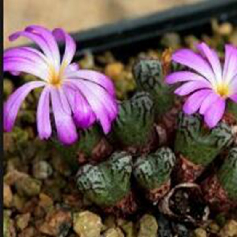 21Pcs A Set Conophytum luckhoffii EVJ 8226 seed