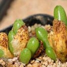 21Pcs A Set conophytum PVB 6784 seed