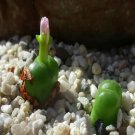 21Pcs A Set conophytum roodiae cylindratum Rietmond seed