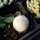 21Pcs A Set Conophytum Rugosa seed
