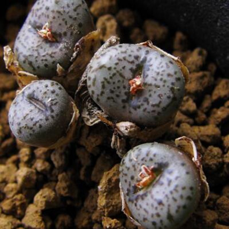 21Pcs A Set c. LAV28279 seed