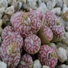 21Pcs A Set c.purple  RR714 seed