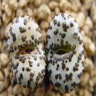 21Pcs A Set conophytum 42-237 seed
