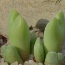 21Pcs A Set CONOPHYTUM 1425.886 seed