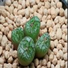 21Pcs A Set CONOPHYTUM 1427.2 seed