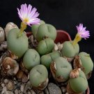 21Pcs A Set CONOPHYTUM 1439.05 seed