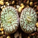 21Pcs A Set CONOPHYTUM 1449.14 seed